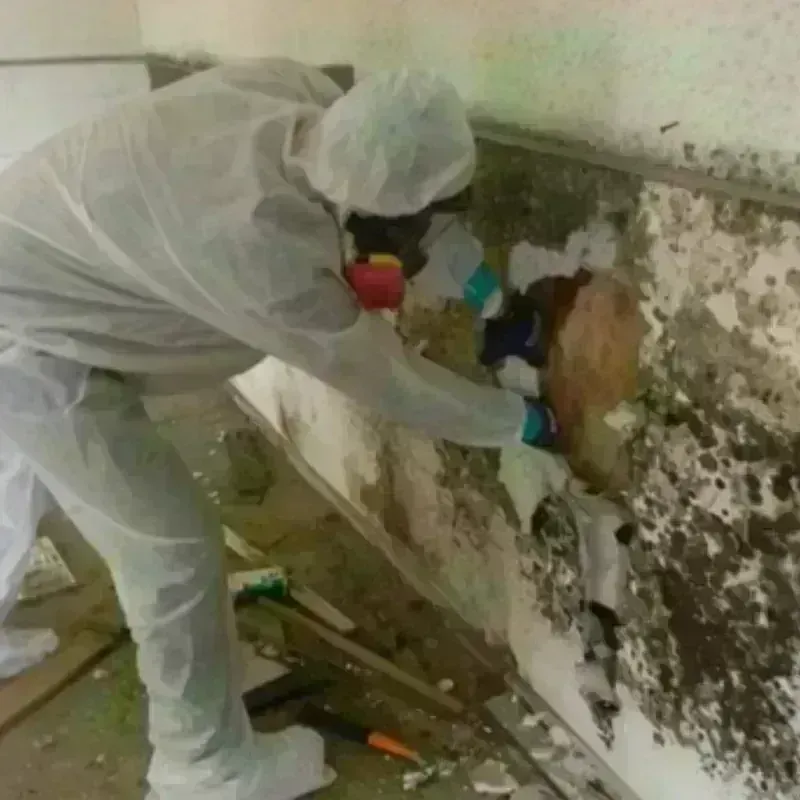 Mold Remediation and Removal in Exeter, RI